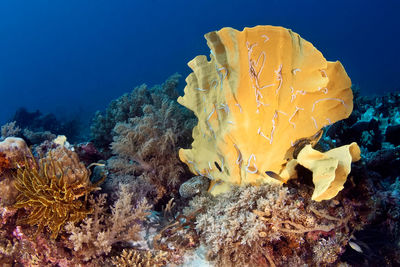 Close-up of fish underwater