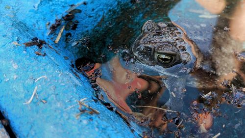 Close-up of frog in water