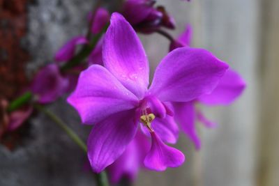 Close-up of pink flowering plant