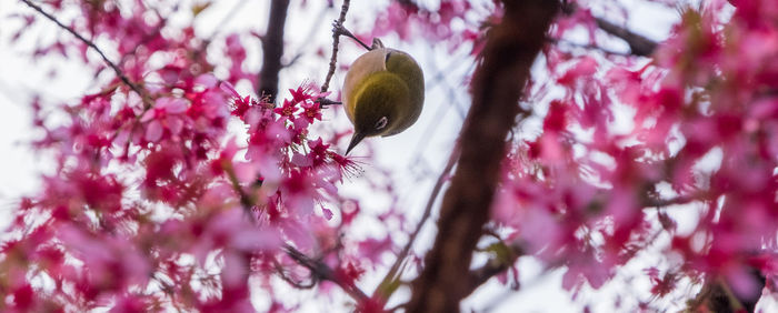 Close-up of insect on pink flower tree