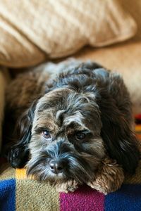 Close-up of dog resting