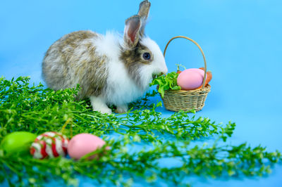View of eggs in basket