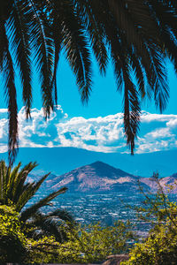 Scenic view of palm trees against blue sky