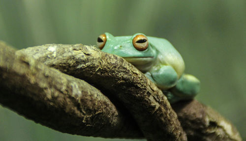 Close-up of frog on branch