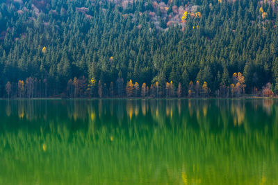 Scenic view of lake in forest