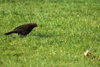 Side view of a bird on grass