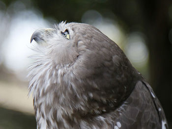 Close-up side view of barking owl looking up