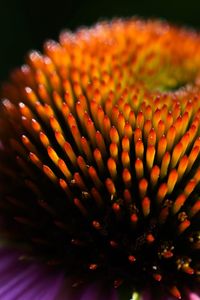 Full frame shot of orange flower
