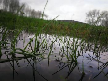 Close-up of grass by lake against sky