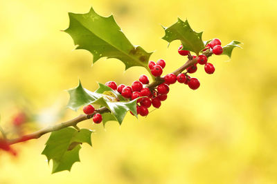 Close-up of red berries growing on an holly shrub