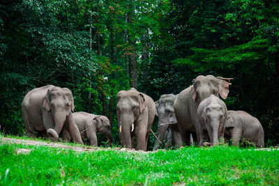 Elephant in a forest