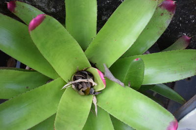 Close-up of caterpillar on plant