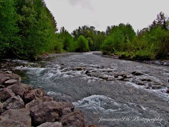 River flowing through forest