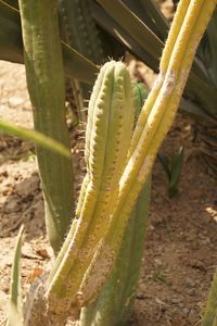 Close-up of succulent plant on field