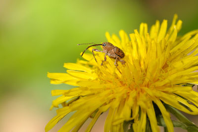 Close-up of insect on yellow flower