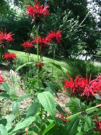 Close-up of red flowers