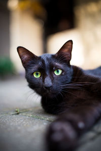 Close-up portrait of a cat