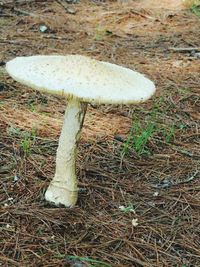 Close-up of mushroom on field