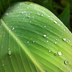 Close-up of water drops on leaves