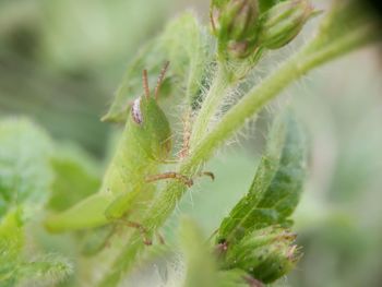 Close-up of insect on plant