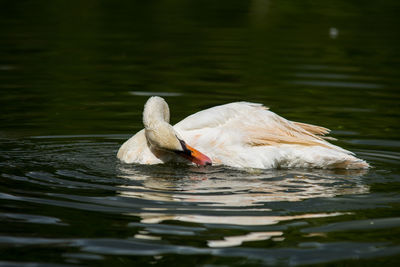 Swan swimming in lake