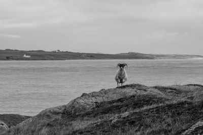 Dog sitting on rock by sea against sky