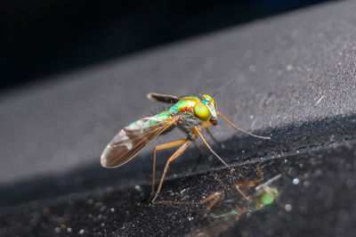 Close-up of insect