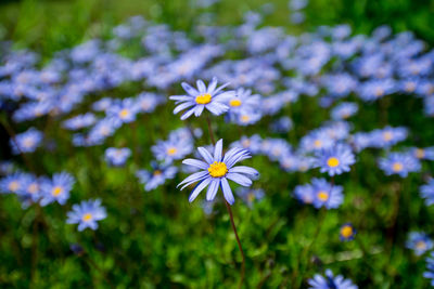 Purple flowers blooming on field