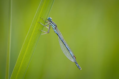 Close-up of grasshopper