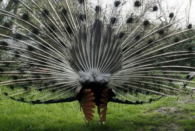 Full length of a peacock