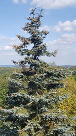 Tree against sky