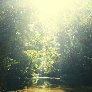 Sun shining through trees