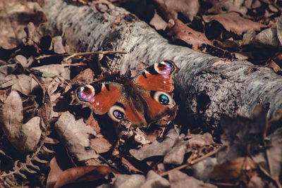 Close-up of butterfly on dry leaves