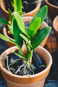 Close-up of plant