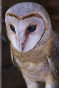 Close-up of owl