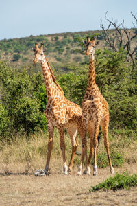 Giraffes standing in a field