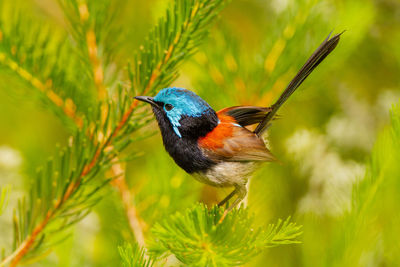 Close-up of bird perching on plant