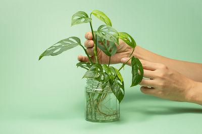 Midsection of man holding leaf against white background