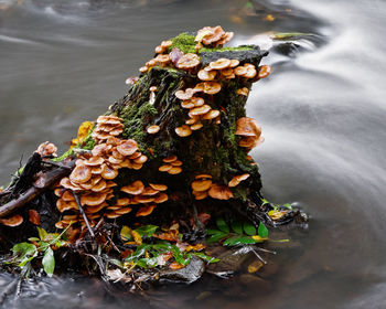 High angle view of mushrooms growing in lake