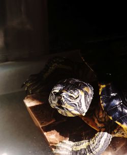 Close-up of tortoise on table