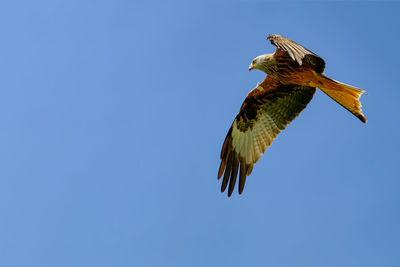 Low angle view of eagle flying against clear blue sky