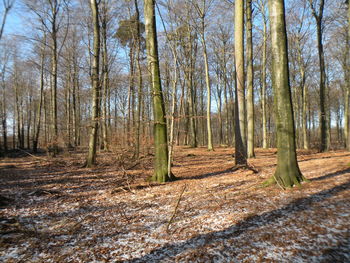 Bare trees in forest
