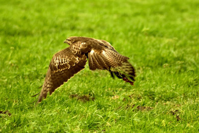 Eurasian buzzard flying over grass