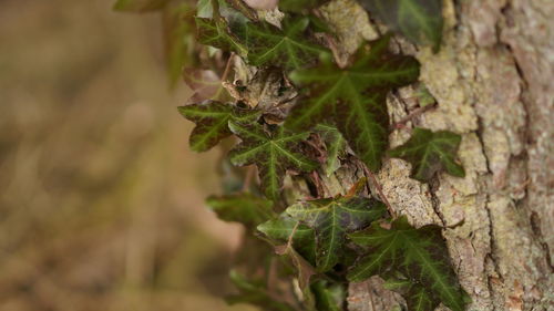 Close-up of moss growing on tree trunk