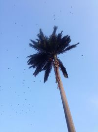 Low angle view of palm tree against clear blue sky