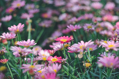 Close-up of purple flowering plants on field