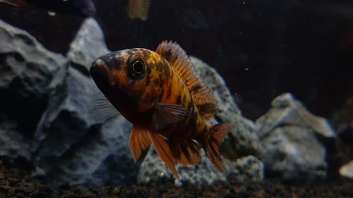 Fish swimming in sea