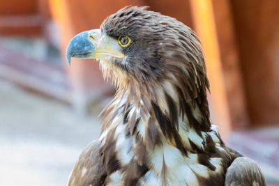 Close-up of eagle