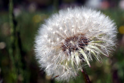 Close-up of dandelion flower