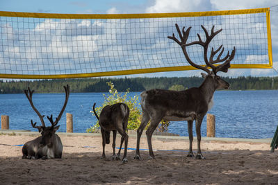 Reindeer by sports net at beach